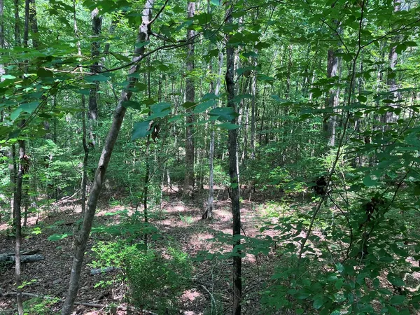a view of outdoor space and trees