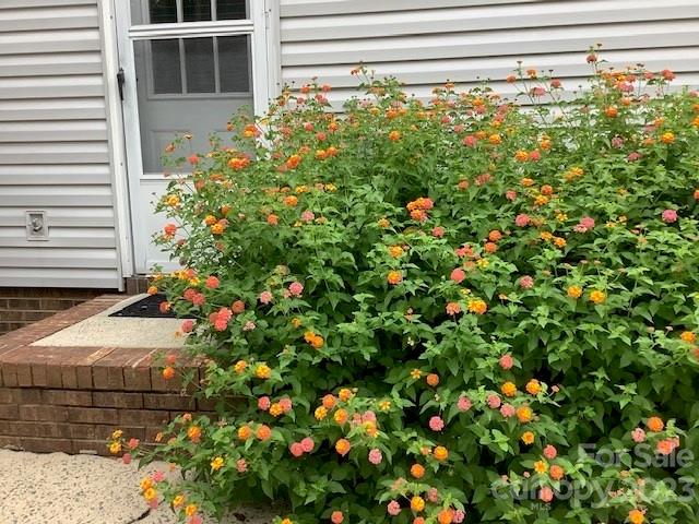 12112 Painted Tree Road Charlotte, NC 28226 - Photo 31 of 41 a close up of a flower in a garden