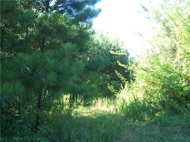 0 Pleasant Ridge Road Goodspring, TN 38460 - Photo 5 of 6 a view of a tree in a garden