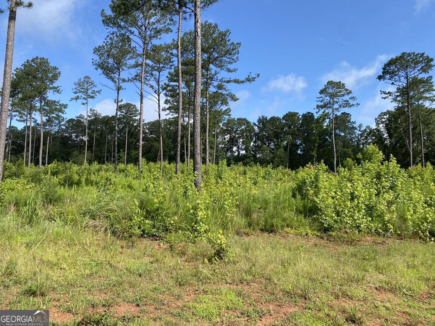 Lot 3 Giles Road Forsyth, GA 31029 - Photo 4 of 5 a view of a garden