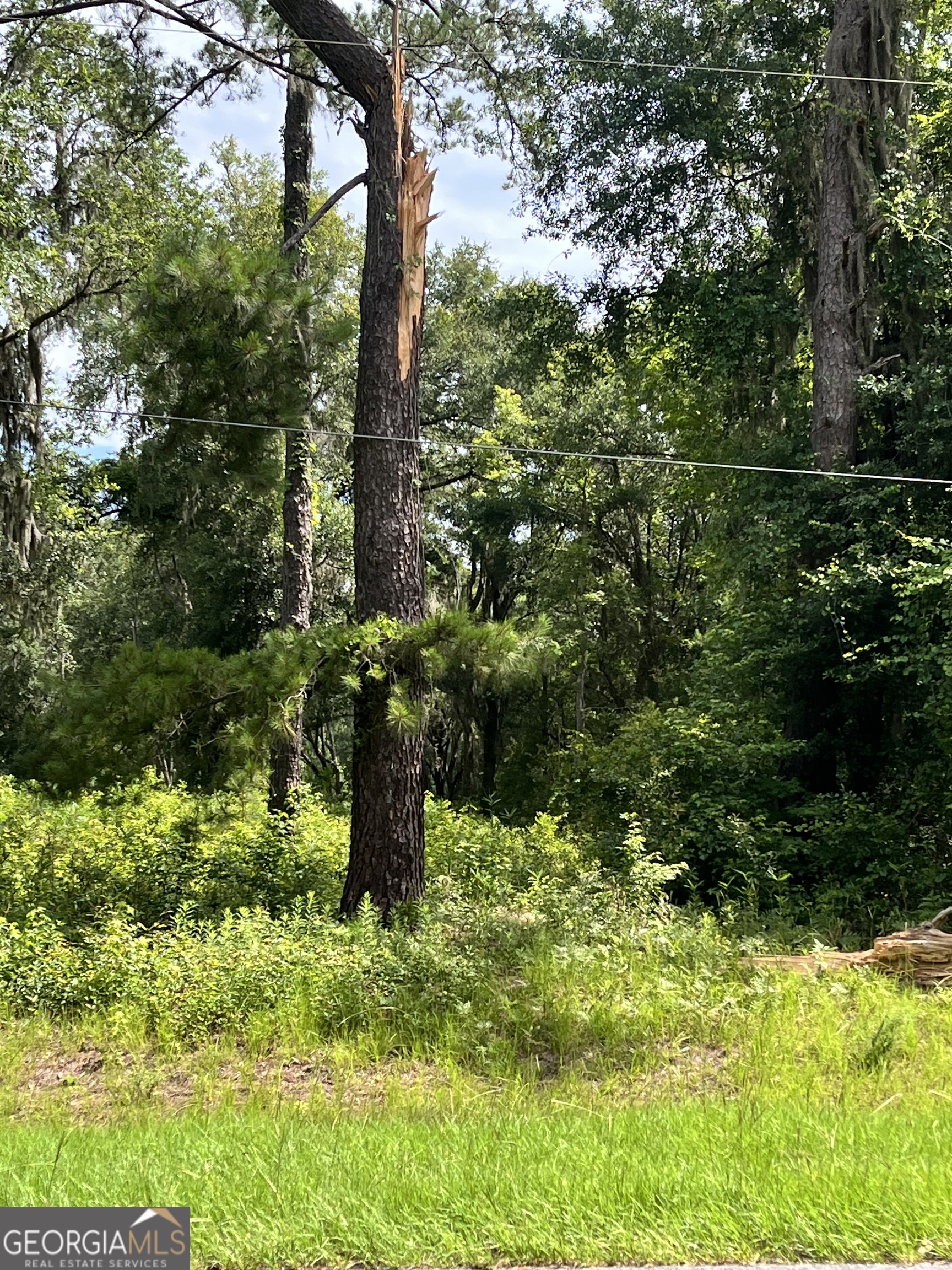 0 Sandy Run Road Riceboro, GA 31323 - Photo 3 of 7