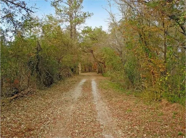 a view of a yard with plants and trees