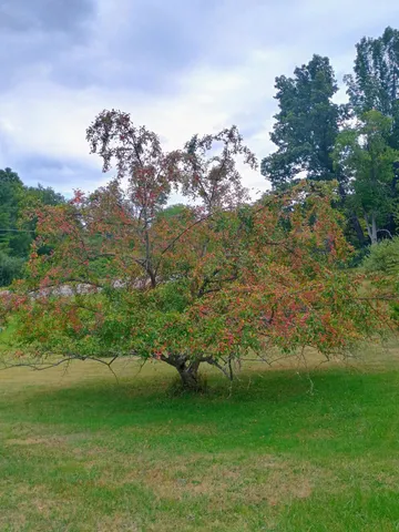 $229,900 | 14985 157th Avenue, Big Rapids, MI 49307