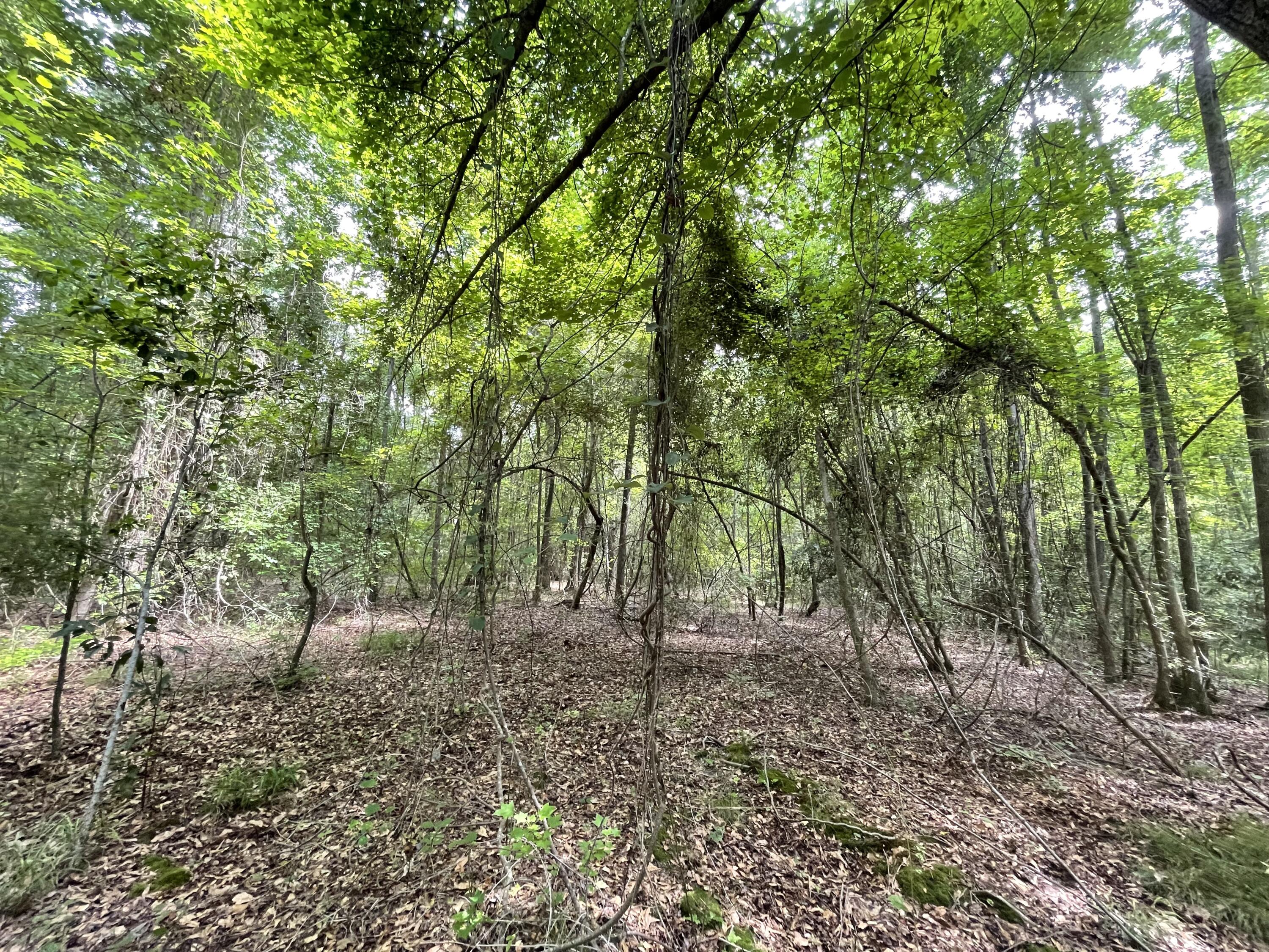 3992 Neeses Highway Springfield, SC 29146 - Photo 5 of 9 woods