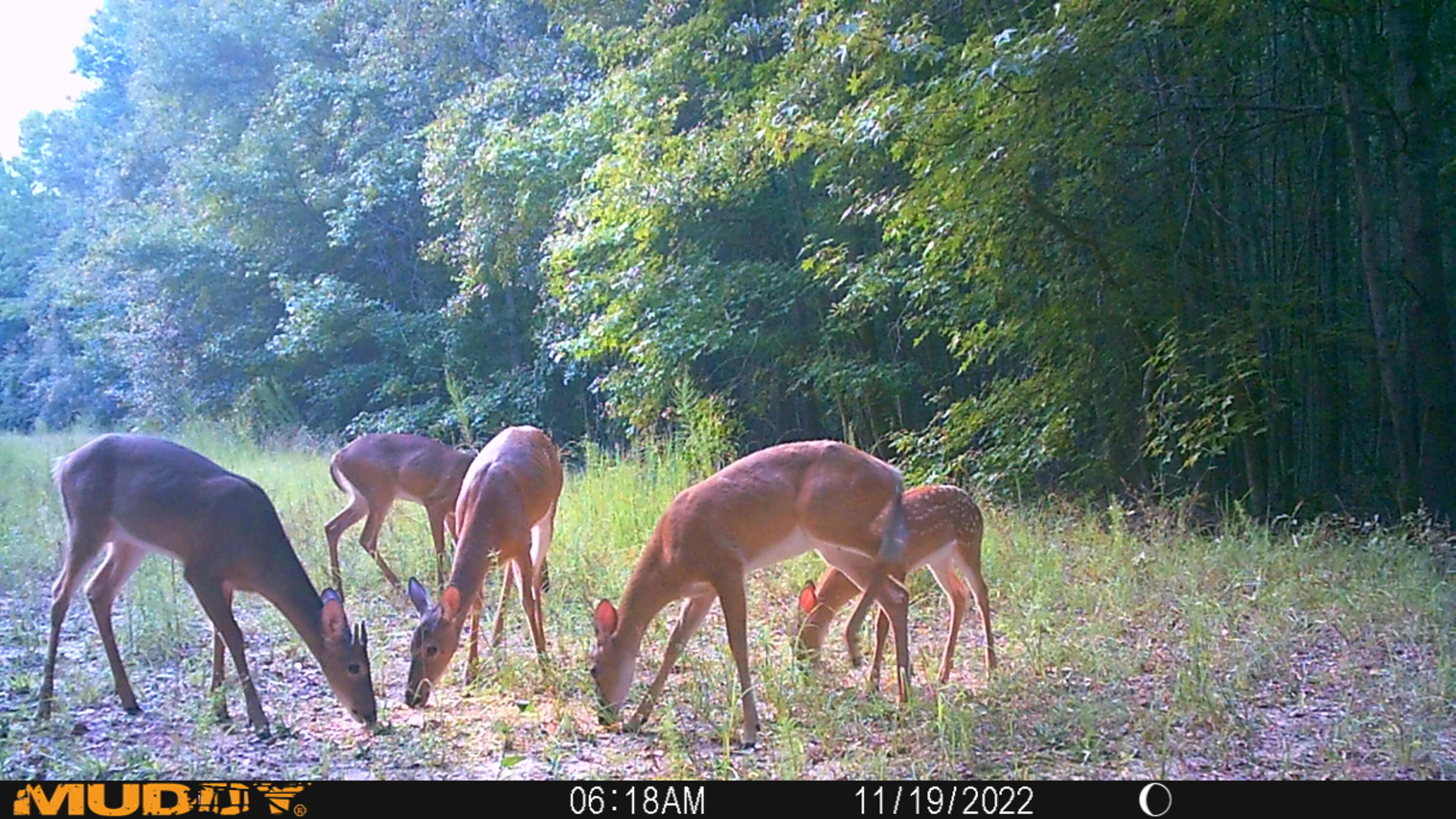 3992 Neeses Highway Springfield, SC 29146 - Photo 7 of 9 springfield deer