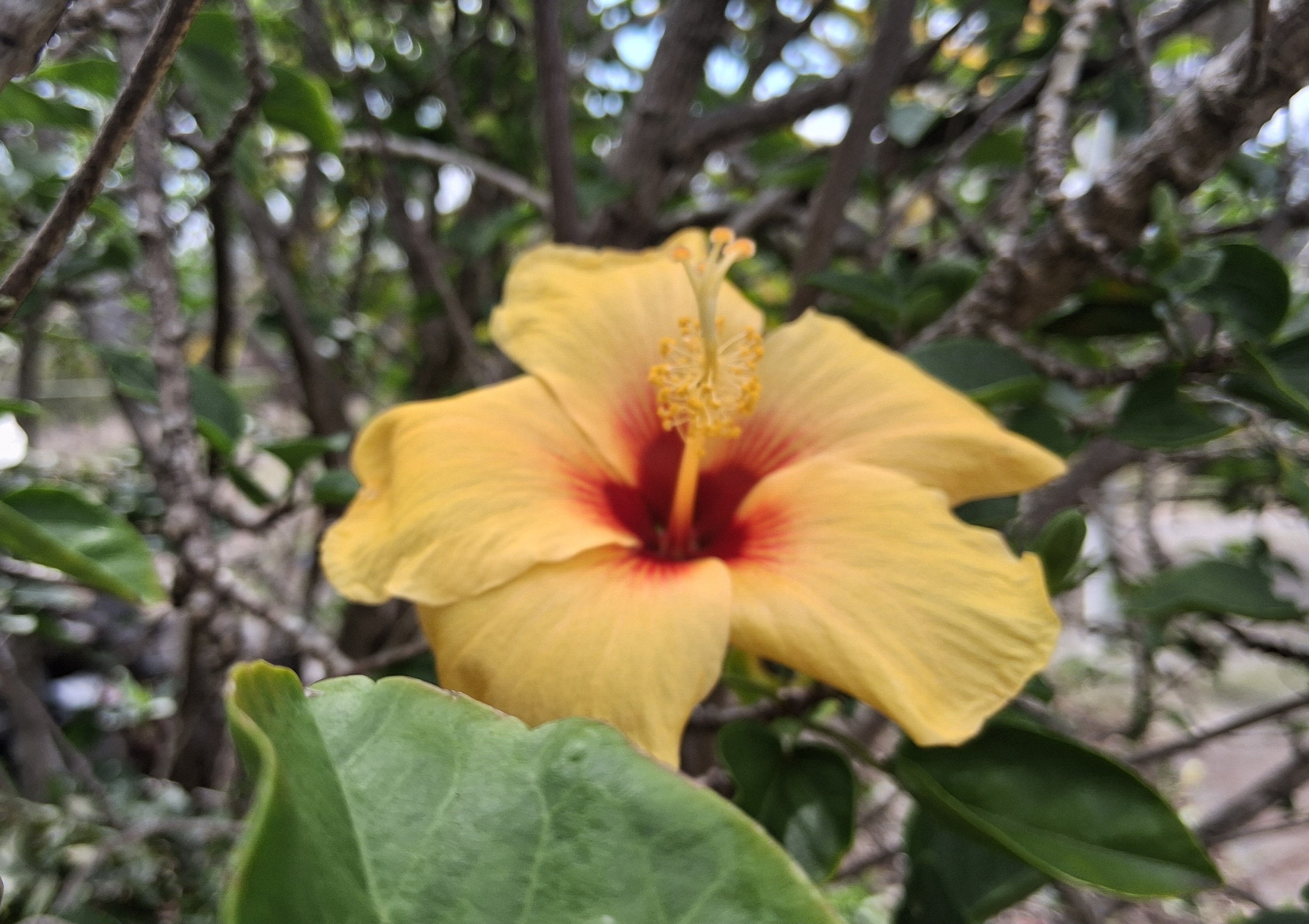 92-8221 Reef Parkway Ocean View, HI 96704 - Photo 18 of 20 a view of a tree with plants