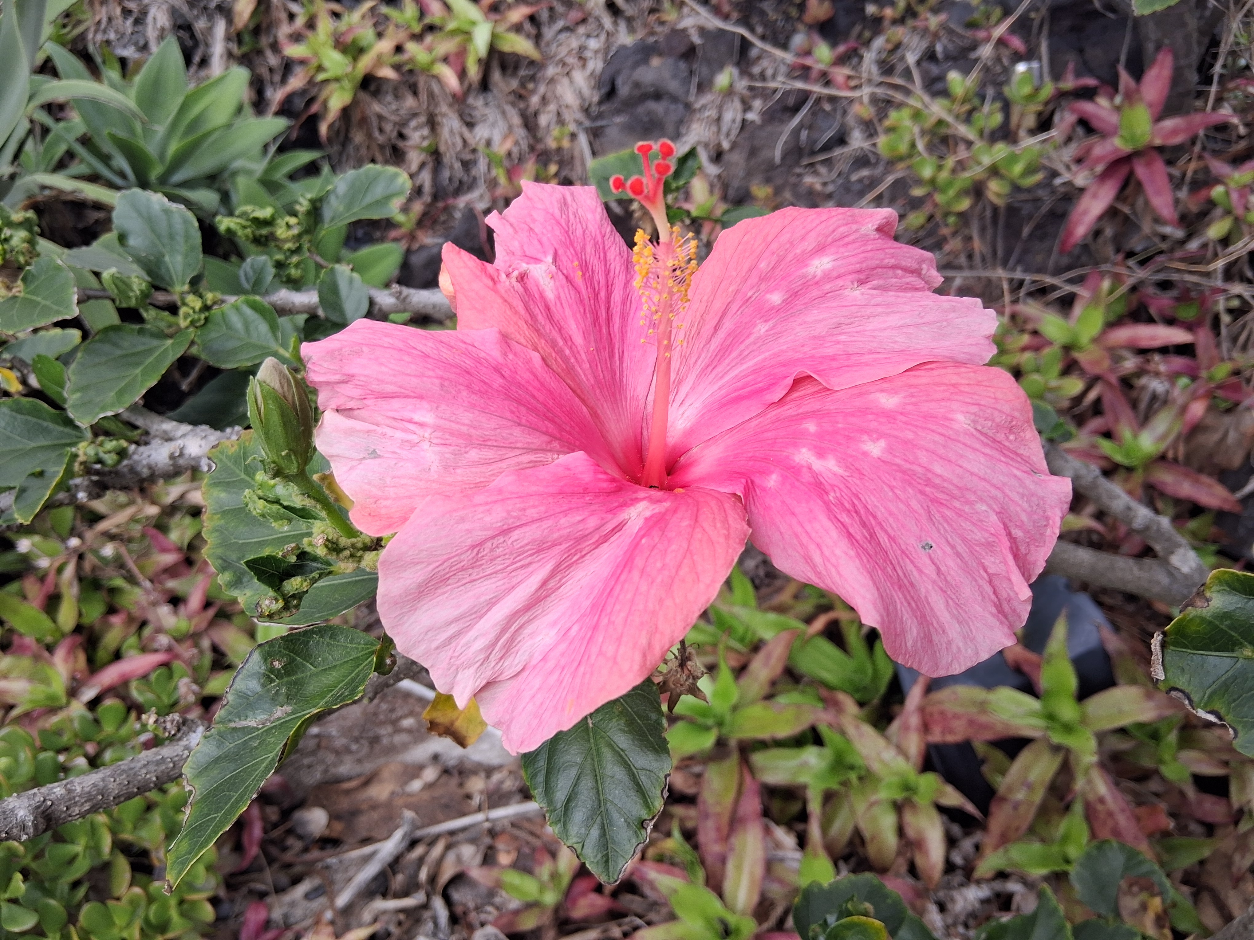 92-8221 Reef Parkway Ocean View, HI 96704 - Photo 20 of 20 a view of a flower in a garden