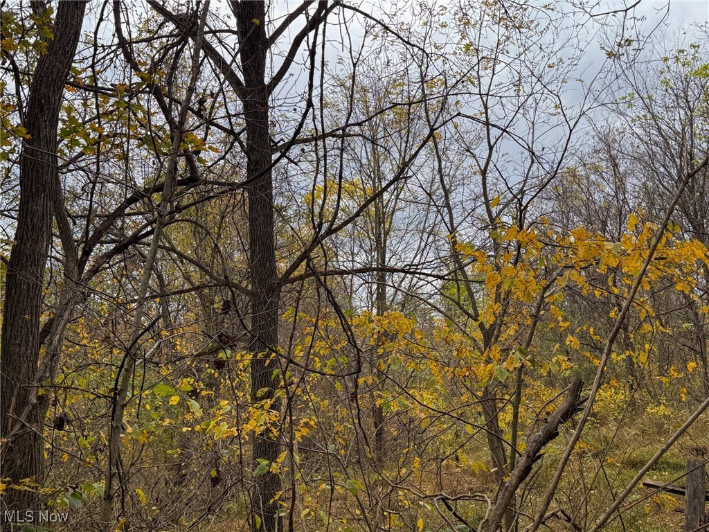 Wood Road Albany, OH 45710 - Photo 6 of 24 View of tree filled area