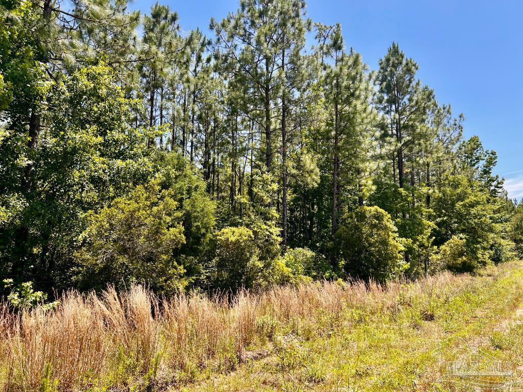 Lot 50 Mineral Springs Road Jay, FL 32565 - Photo 11 of 21