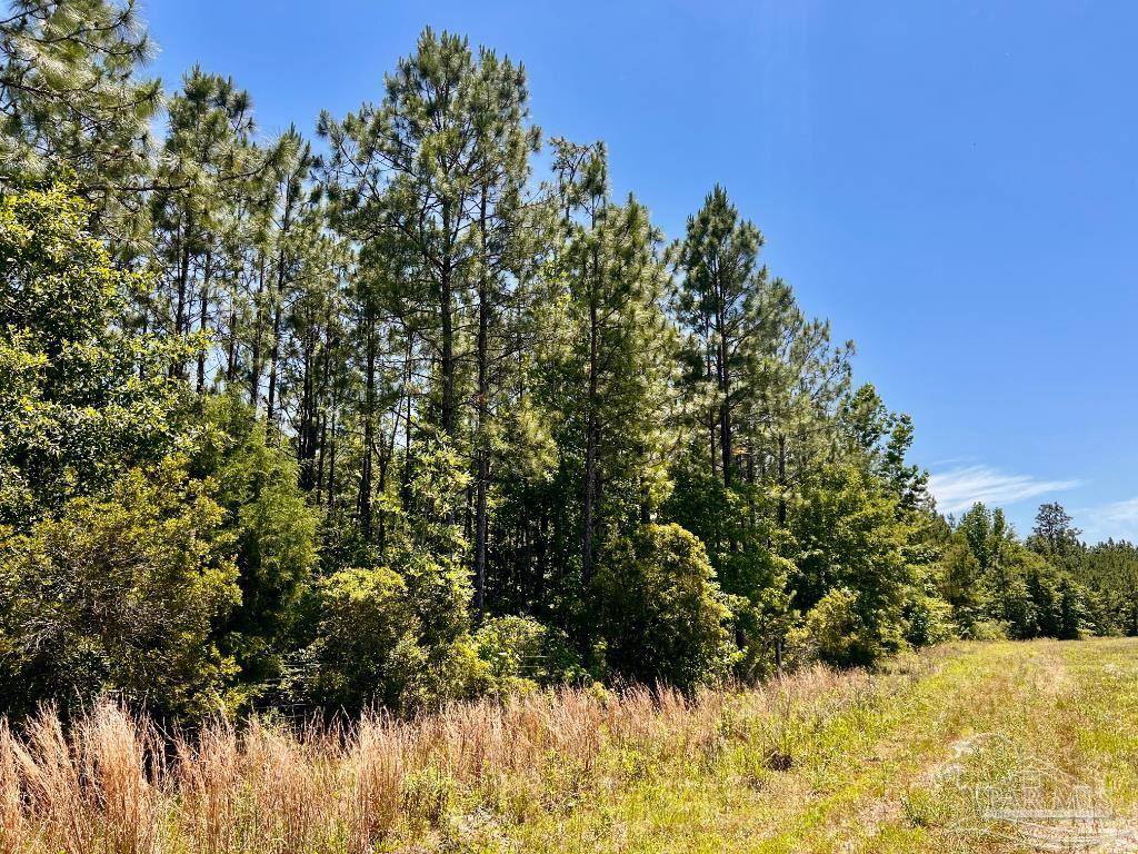 Lot 50 Mineral Springs Road Jay, FL 32565 - Photo 12 of 21