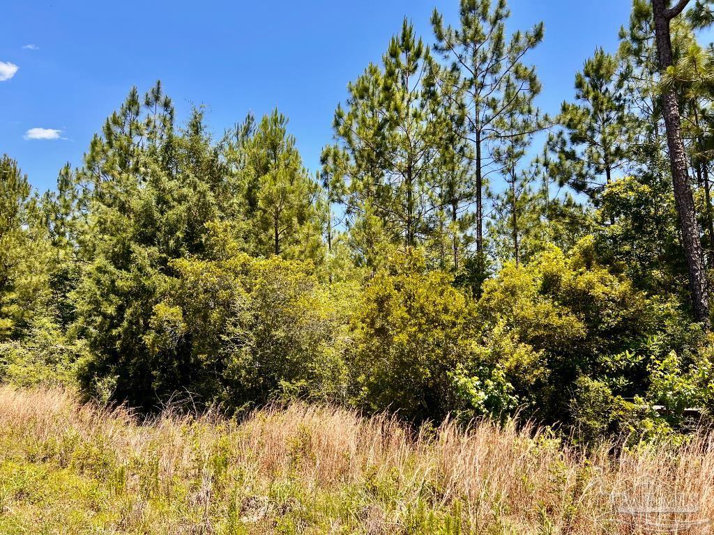 Lot 50 Mineral Springs Road Jay, FL 32565 - Photo 13 of 21