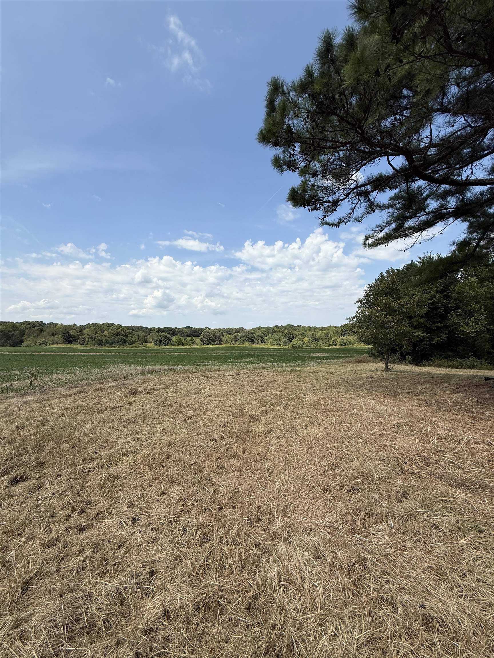 225 Teague Road Toone, TN 38381 - Photo 4 of 13