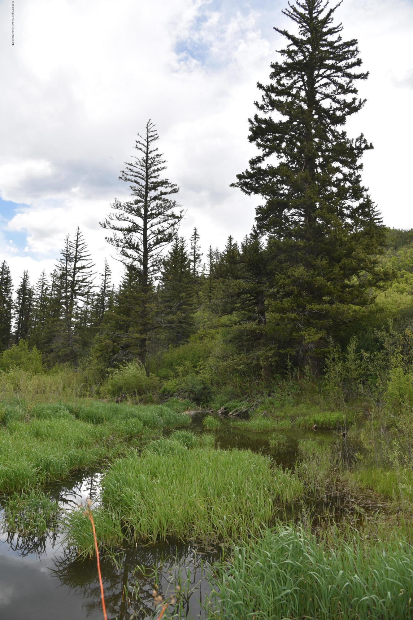 630 Spring Creek Road Basalt, CO 81621 - Photo 51 of 72 Walk to your Beaver Pond to Fish