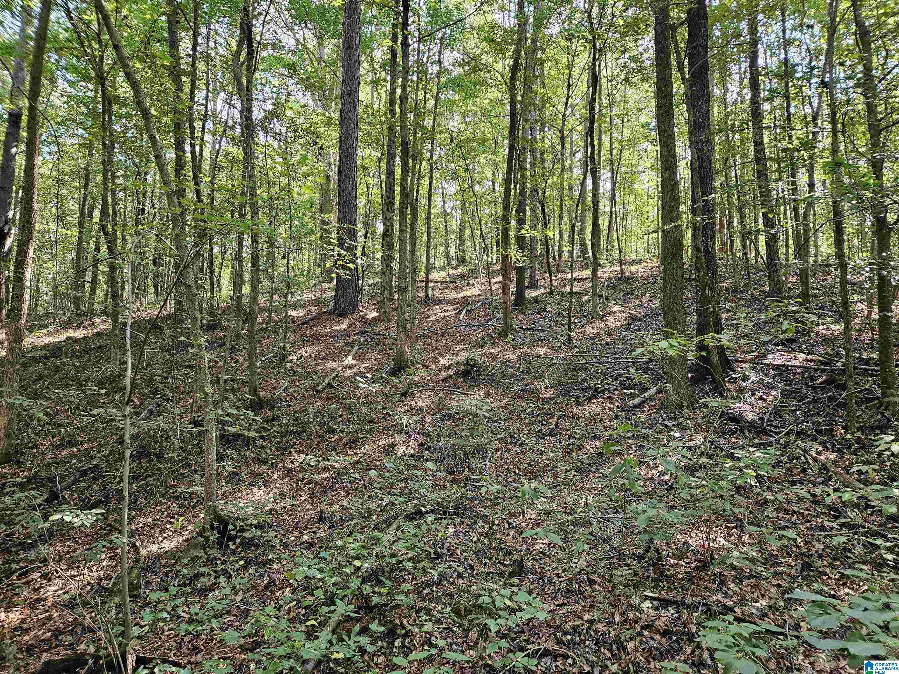 Pleasant Valley Road Gallant, AL 35972 - Photo 3 of 10 Gallery Image 3