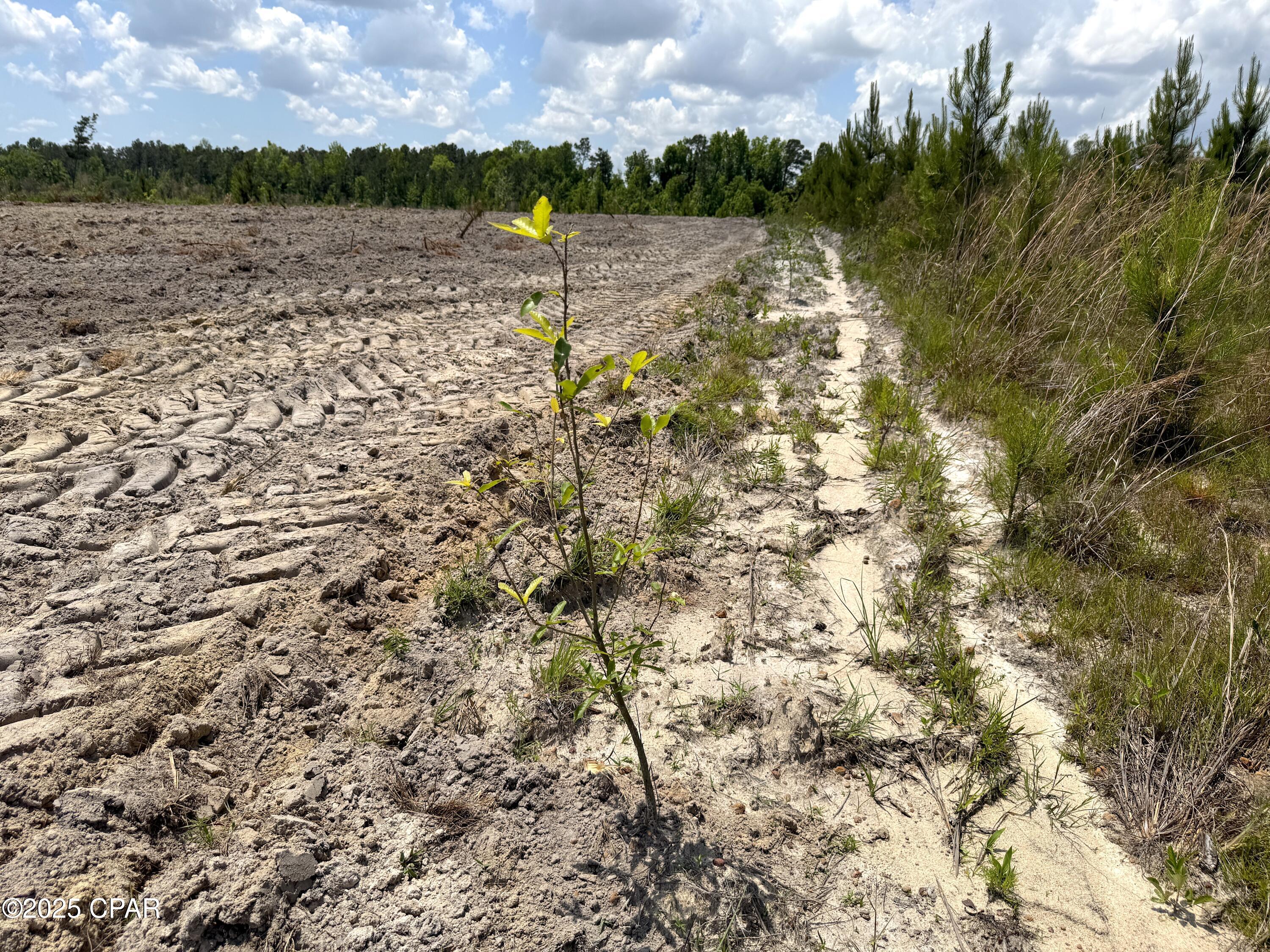 0 Sinai Road Sneads, FL 32460 - Photo 45 of 67 Gallery Image 45