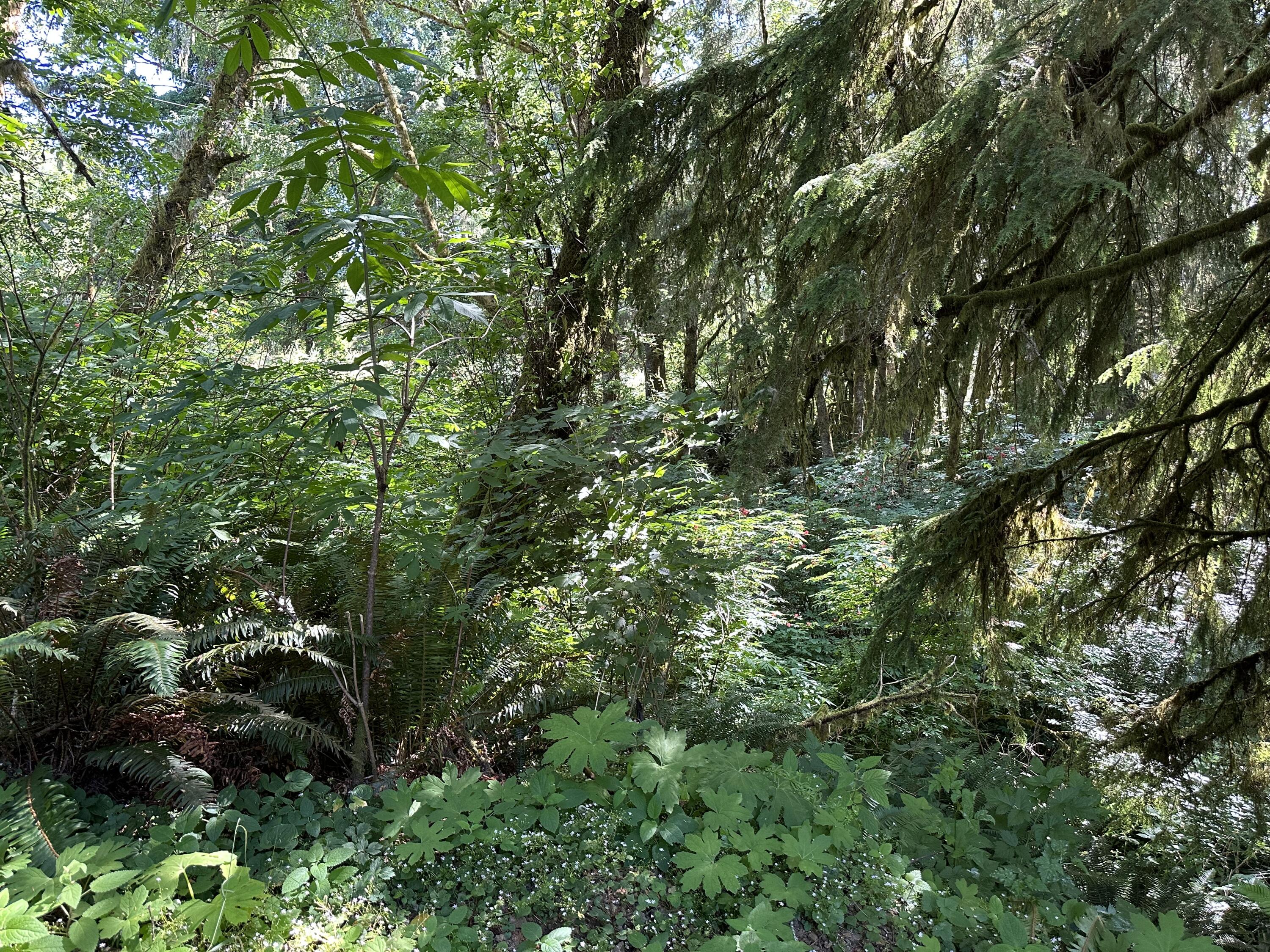 Lot#00300 Whiskey Creek Road Tillamook, OR 97141 - Photo 13 of 14 Surrounding Forest
