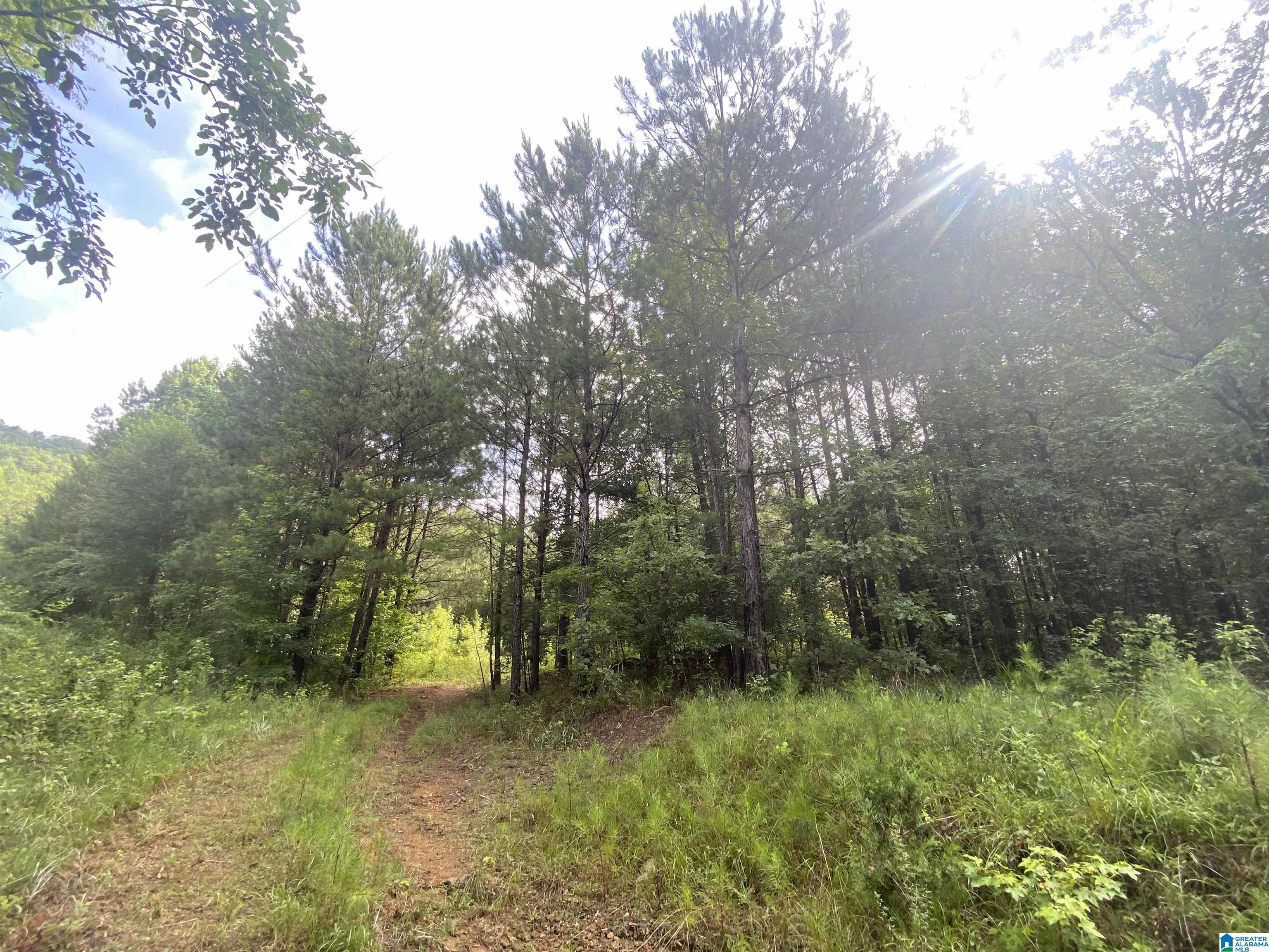 Bull Hollow Road, Unit 60 Odenville, AL 35120 - Photo 1 of 25