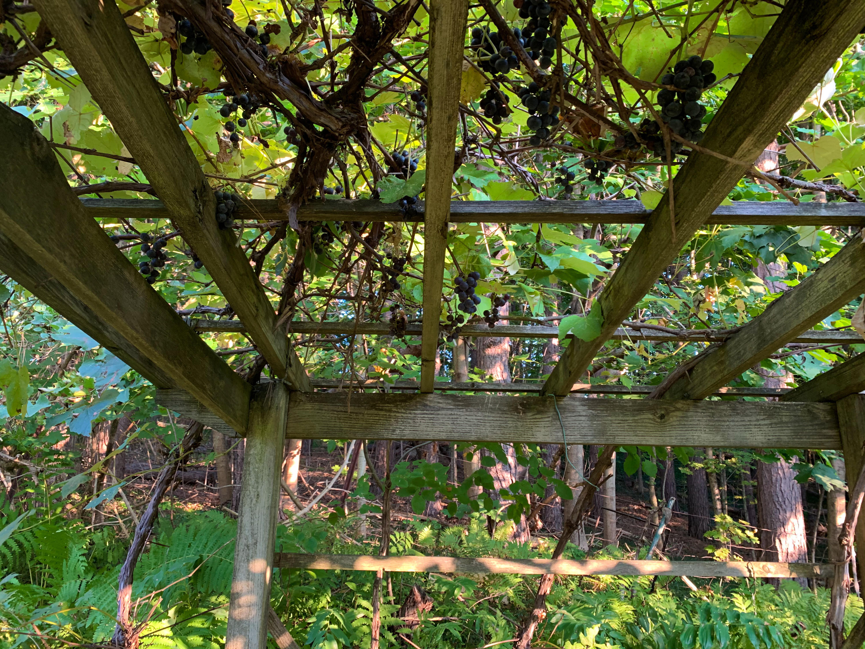 206 Old State Road Lanesborough, MA 01237 - Photo 50 of 56 Grapes