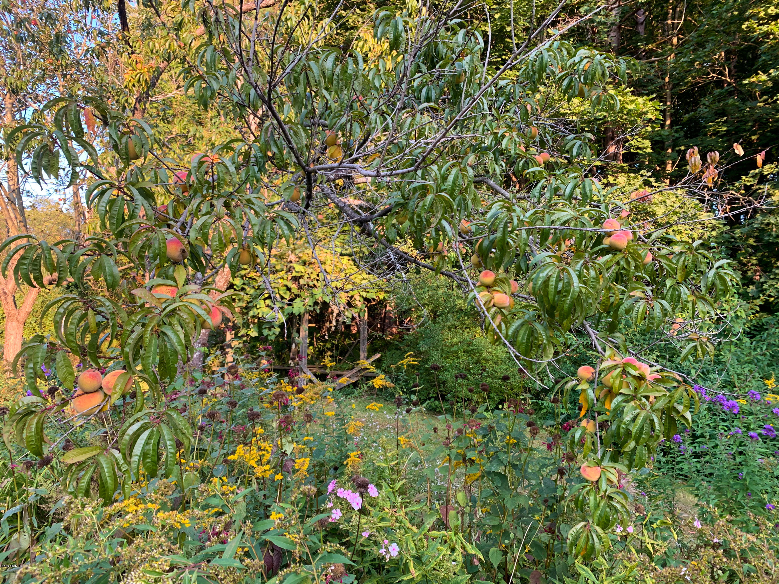 206 Old State Road Lanesborough, MA 01237 - Photo 55 of 56 Fruits