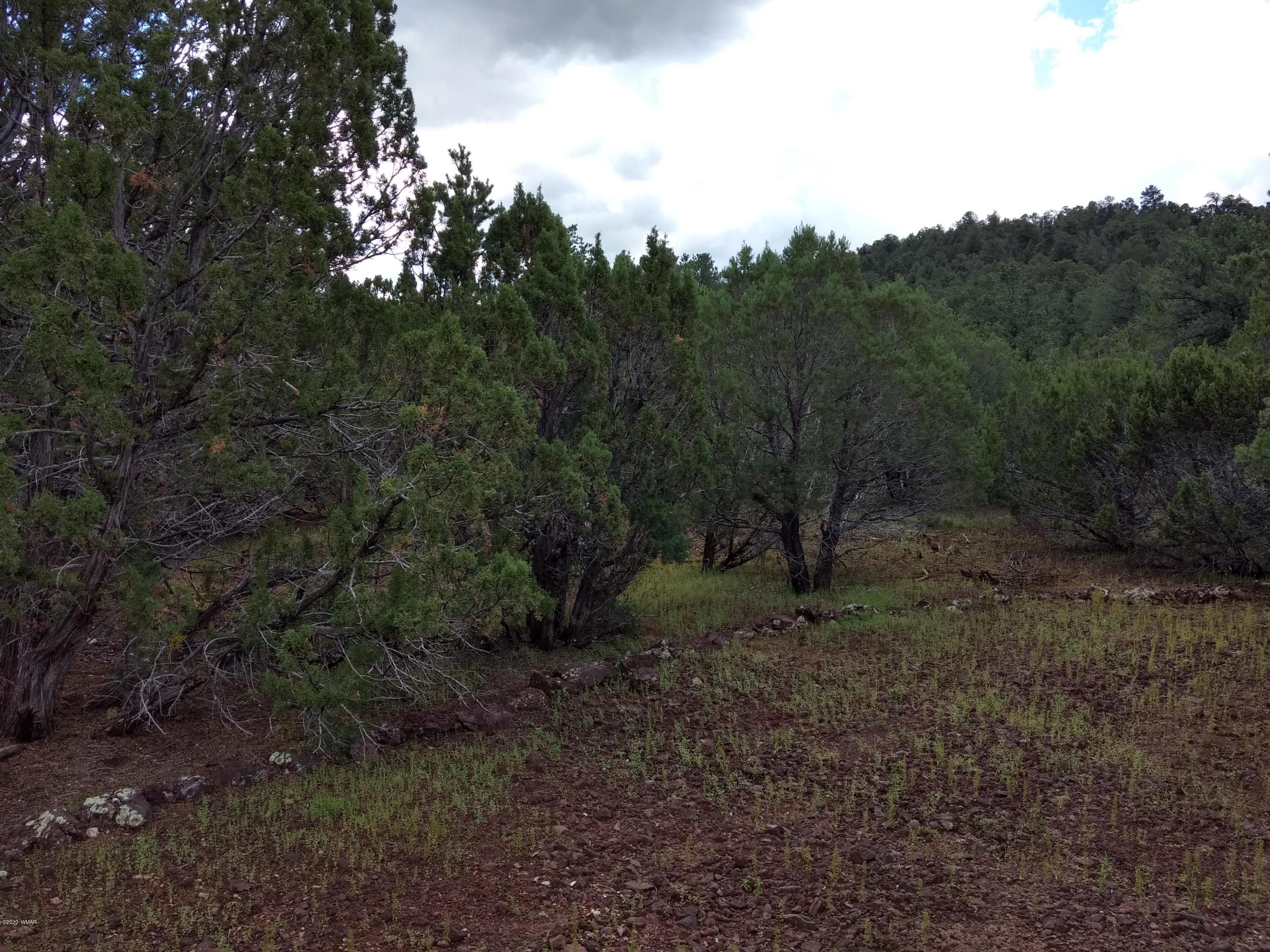 9 County Road Show Low, AZ 85901 - Photo 26 of 46 a view of a forest with a tree in the background