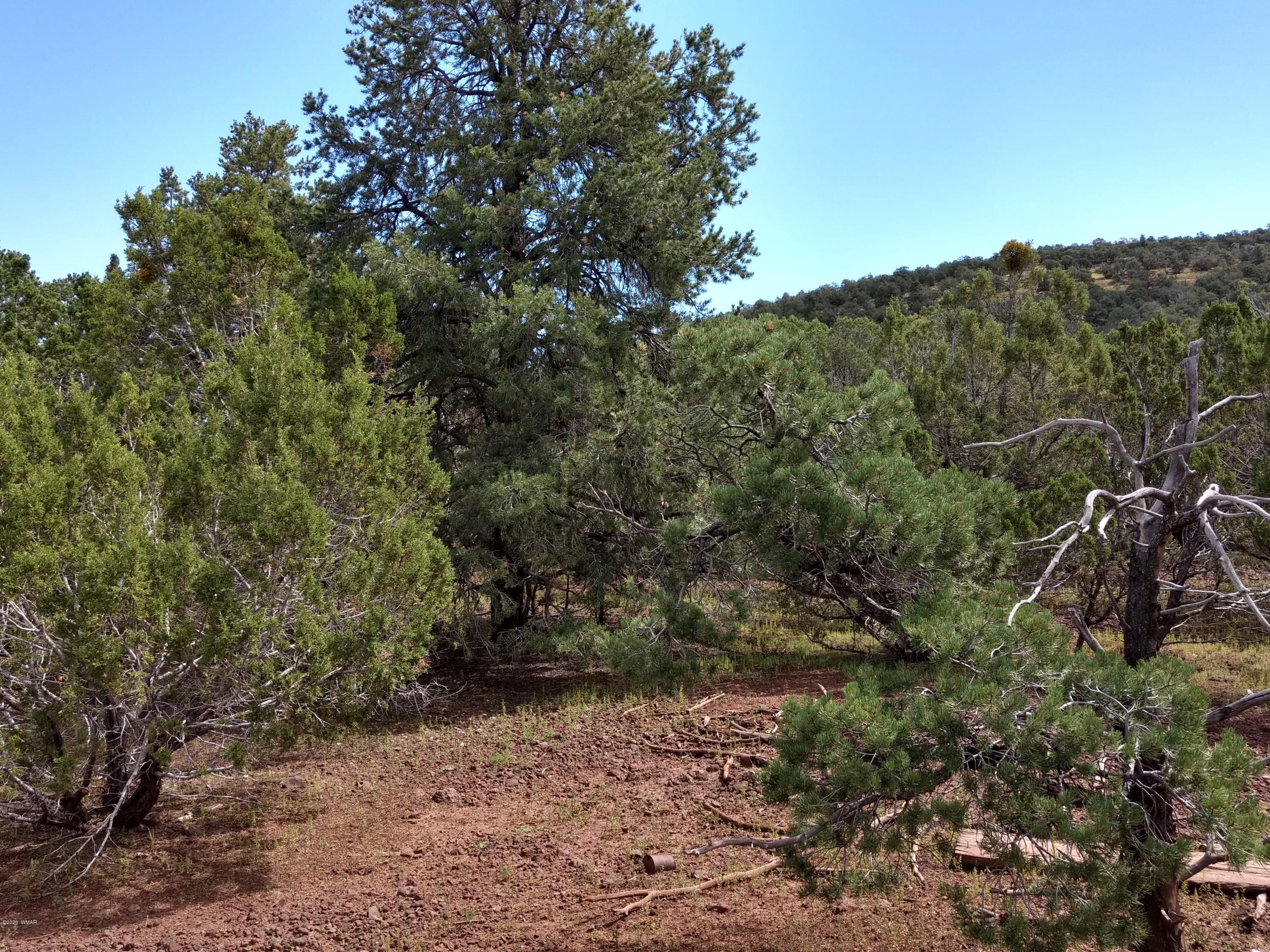 9 County Road Show Low, AZ 85901 - Photo 27 of 46 a view of a forest with a tree in the background