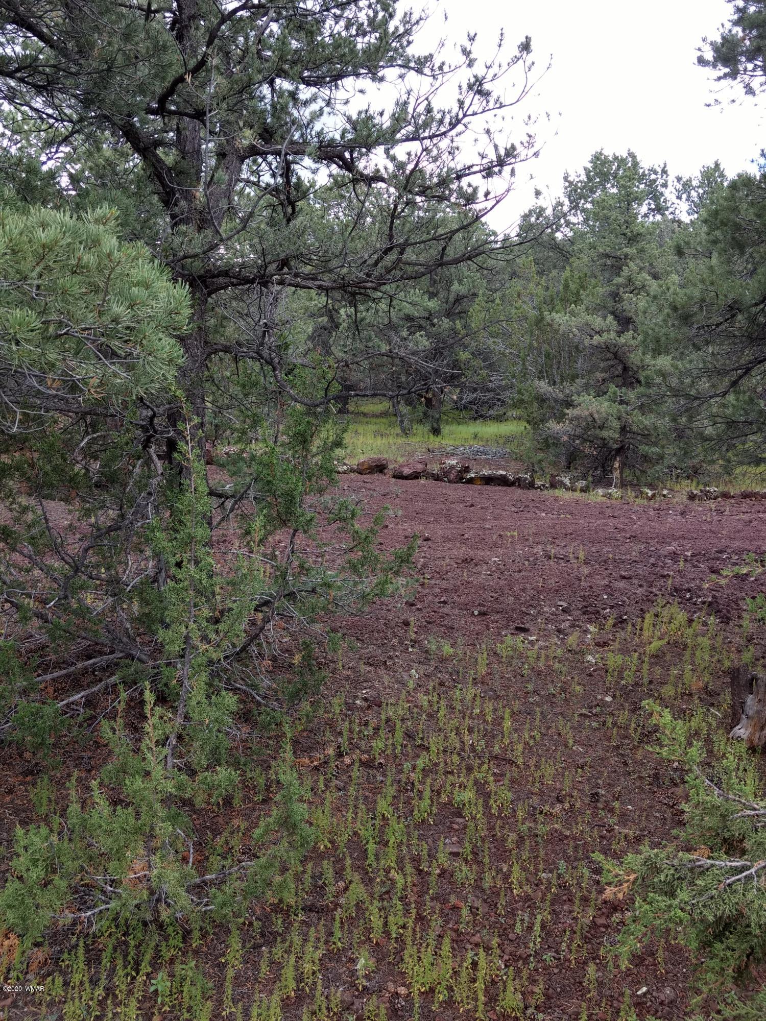 9 County Road Show Low, AZ 85901 - Photo 31 of 46 a view of dirt field with trees