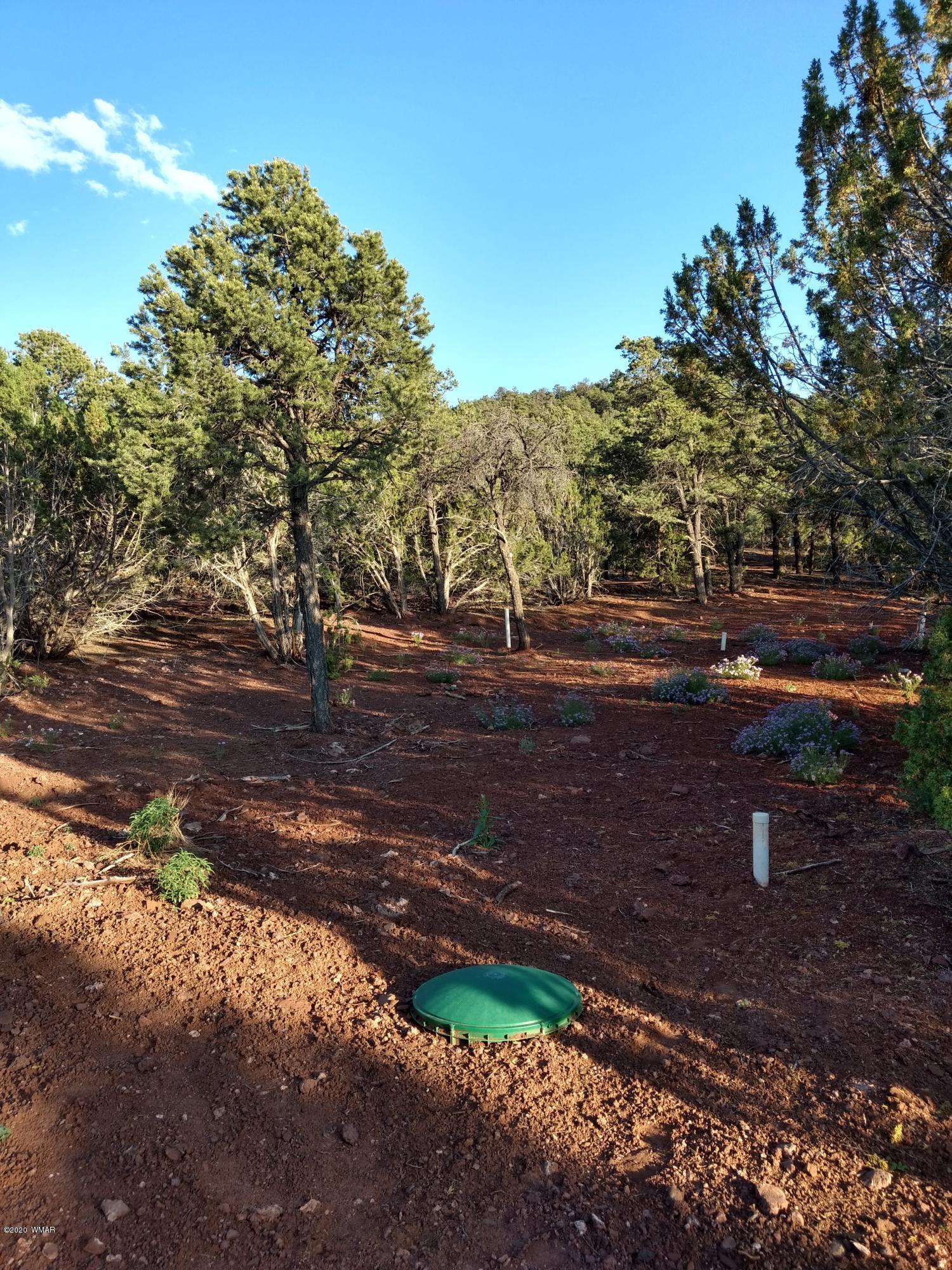 9 County Road Show Low, AZ 85901 - Photo 38 of 46 a view of a yard with plants and trees