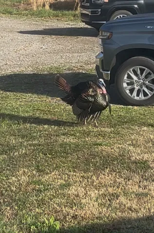 $560,000 | 1147 Tonya Trail, Cumberland Furnace, TN 37051