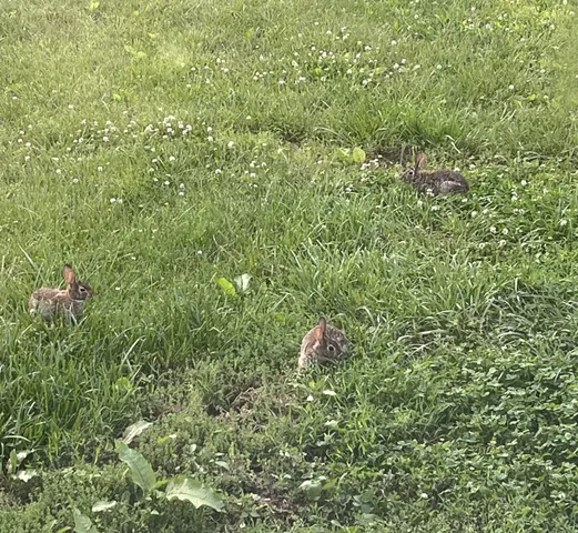 $560,000 | 1147 Tonya Trail, Cumberland Furnace, TN 37051