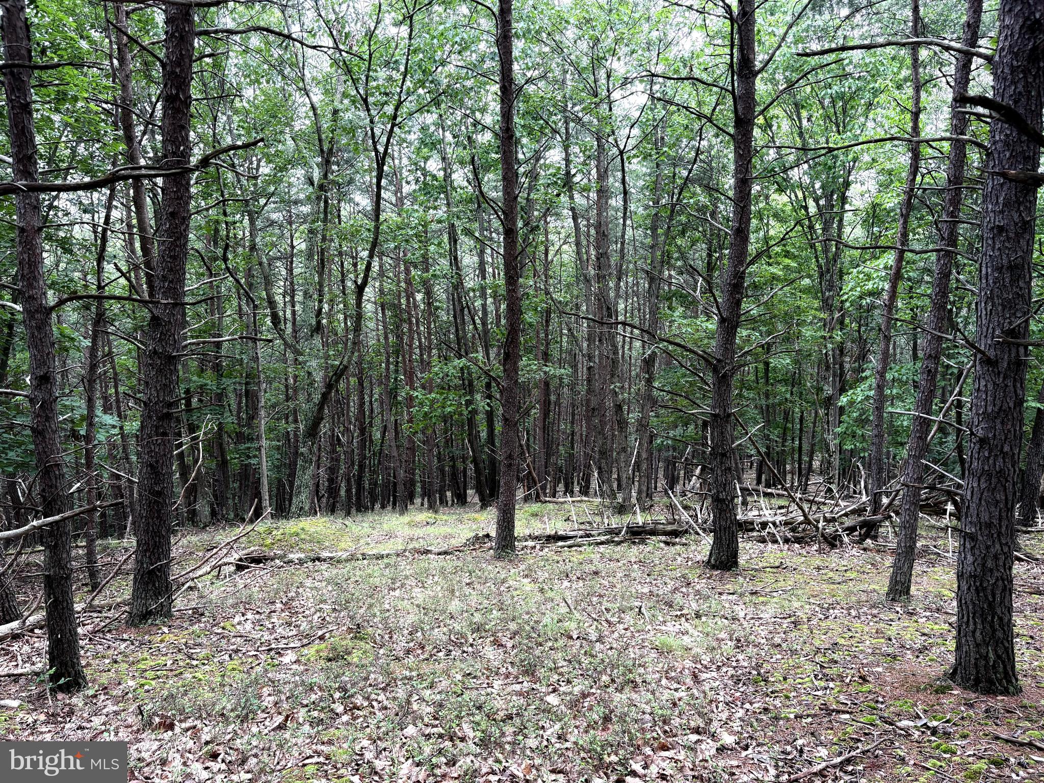 Lot 126 Bluffs Blue Beach Road Springfield, WV 26763 - Photo 12 of 20