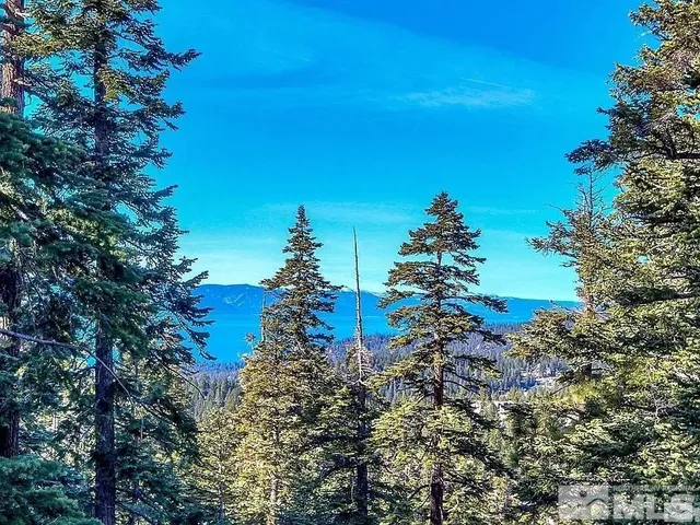 a view of a bunch of trees and bushes