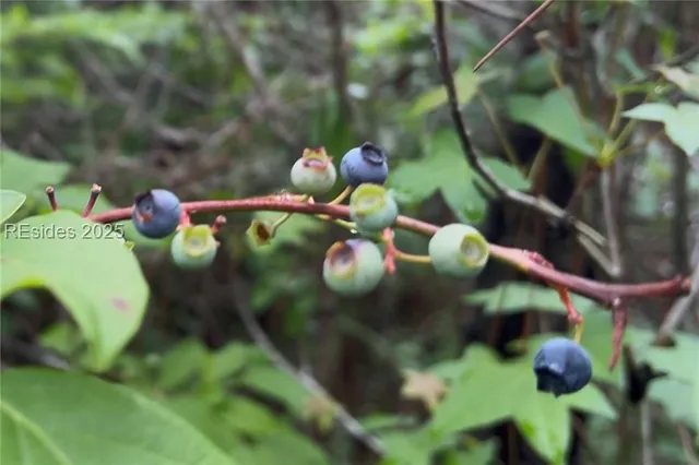 $199,000 | 505 Sisters Ferry Road, Ridgeland, SC 29936