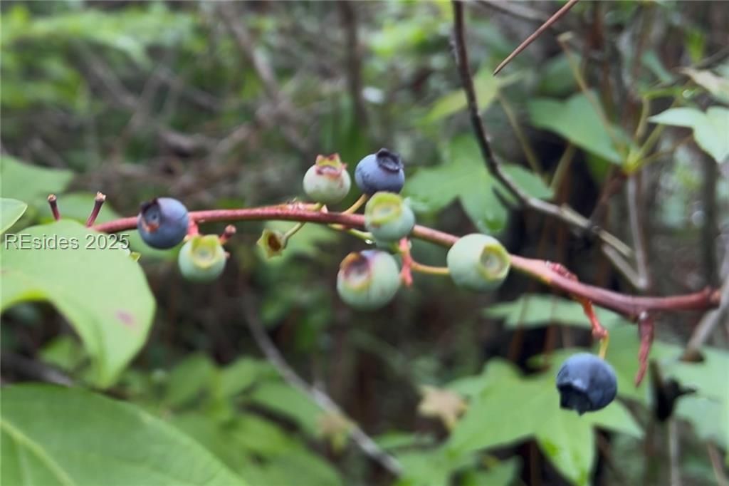505 Sisters Ferry Road Ridgeland, SC 29936 - Photo 11 of 16