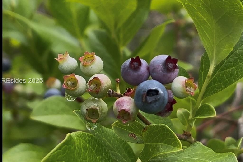 505 Sisters Ferry Road Ridgeland, SC 29936 - Photo 2 of 16