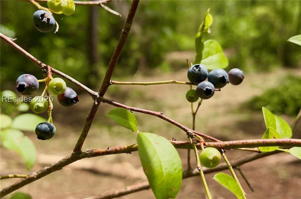 505 Sisters Ferry Road Ridgeland, SC 29936 - Photo 5 of 16
