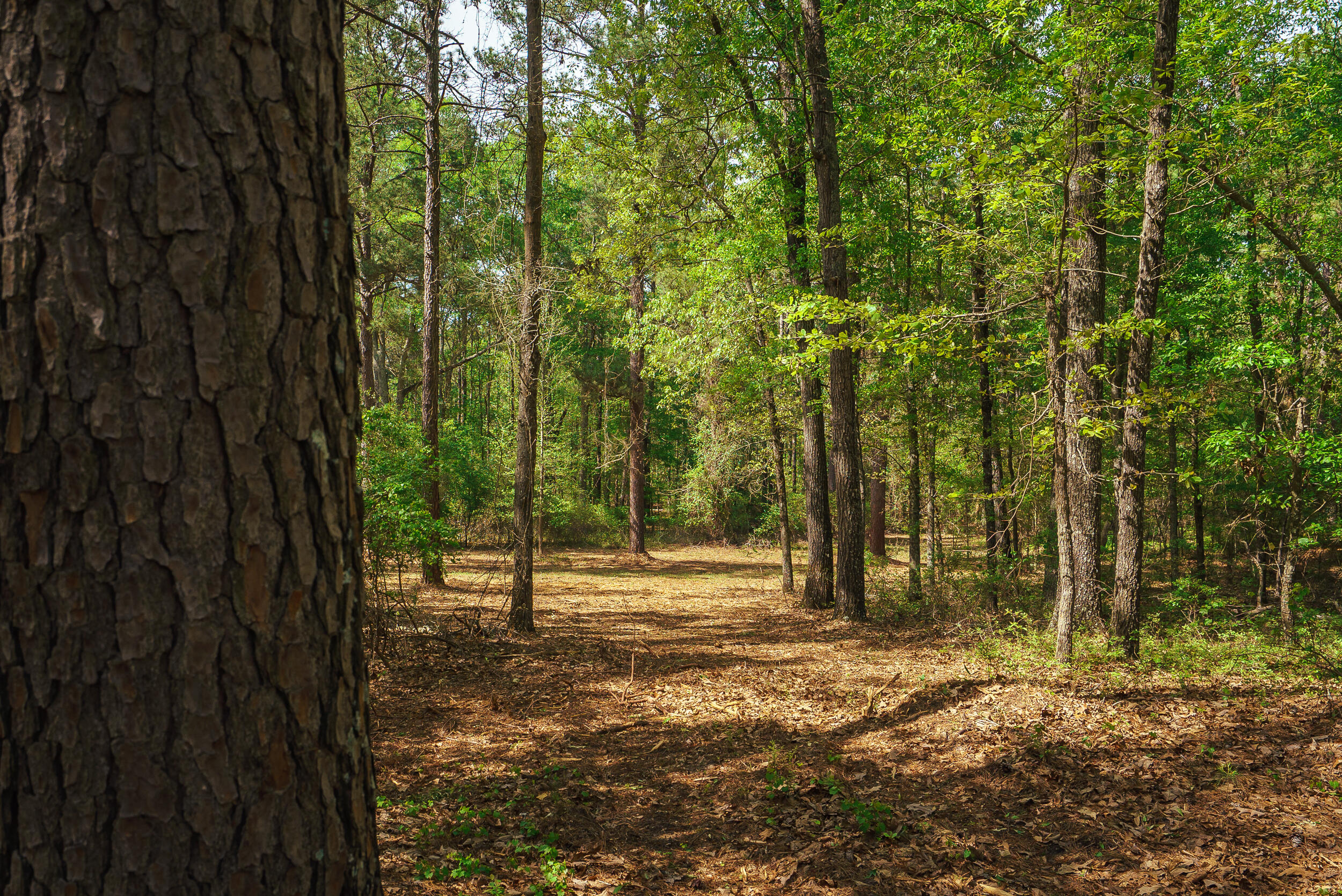 Lot 3 Banks Mill Road Southeast Aiken, SC 29803 - Photo 38 of 42