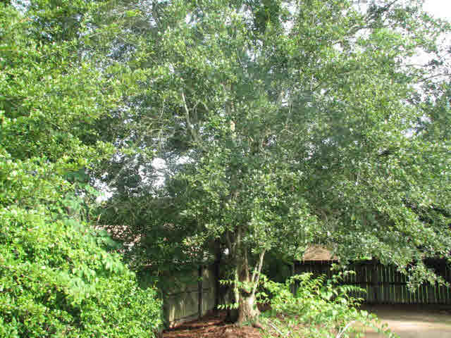 16458 Avent Lane Foley, AL 36535 - Photo 16 of 18
