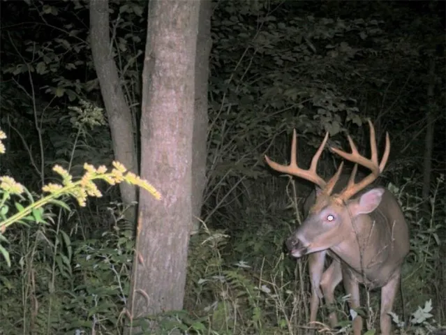 $449,000 | 110-acres County Rd O, Bruce, WI 54819