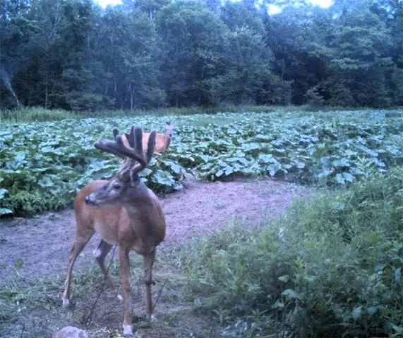 $449,000 | 110-acres County Rd O, Bruce, WI 54819