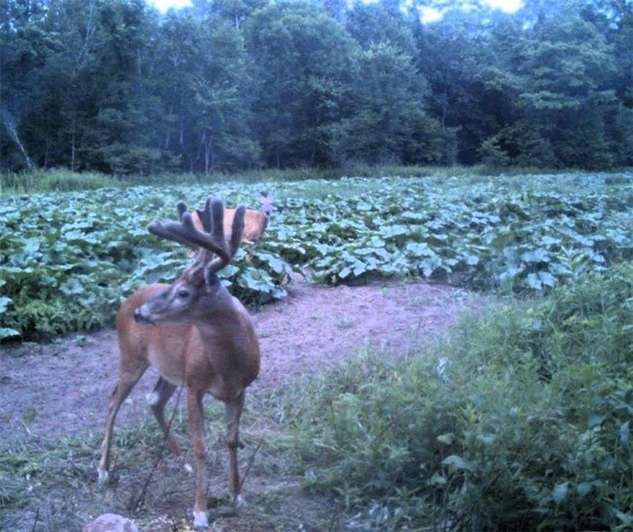 110-acres County Rd O Bruce, WI 54819 - Photo 14 of 70