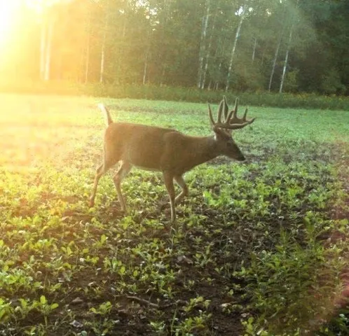 $449,000 | 110-acres County Rd O, Bruce, WI 54819