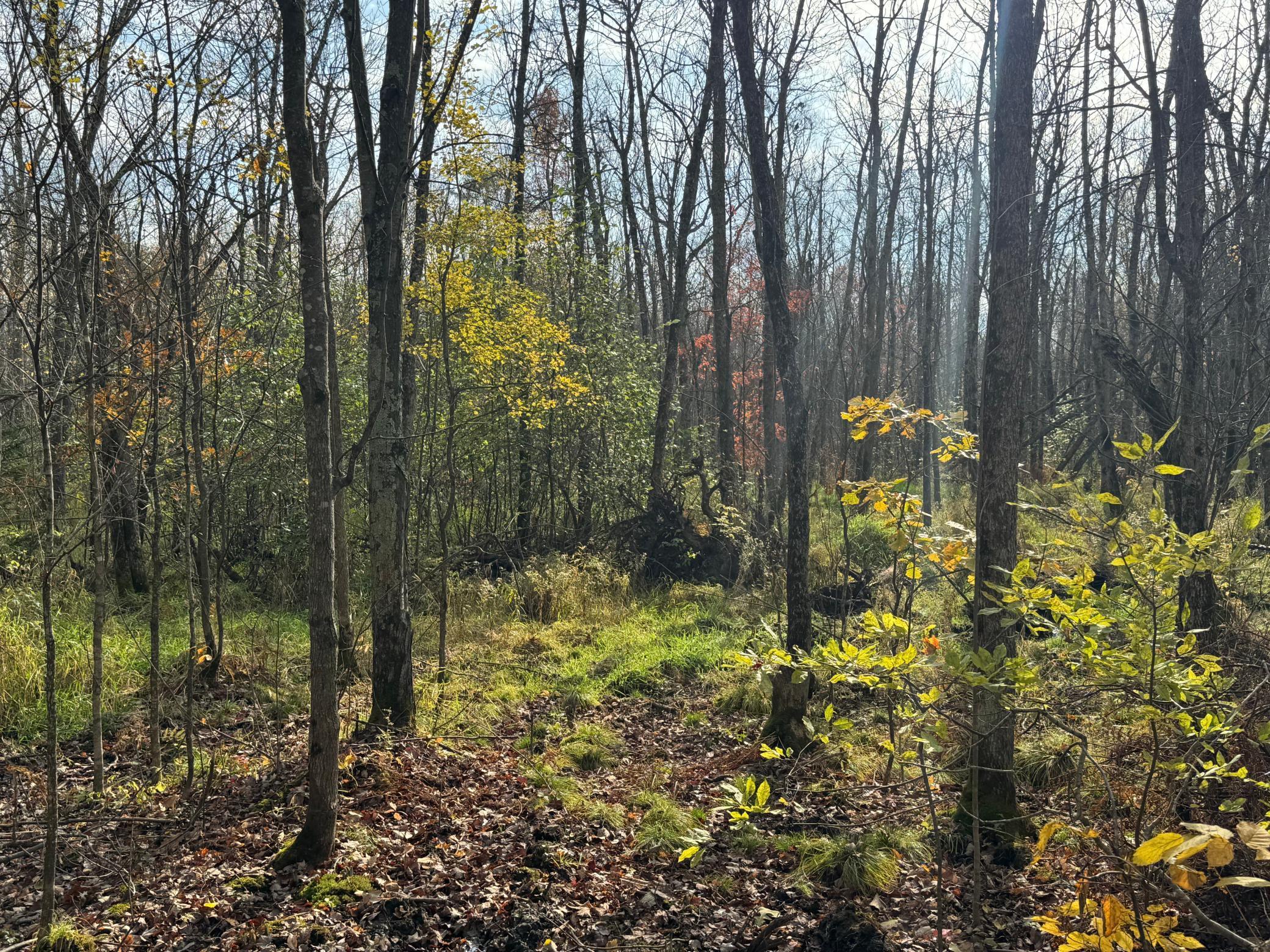 110-acres County Rd O Bruce, WI 54819 - Photo 39 of 70