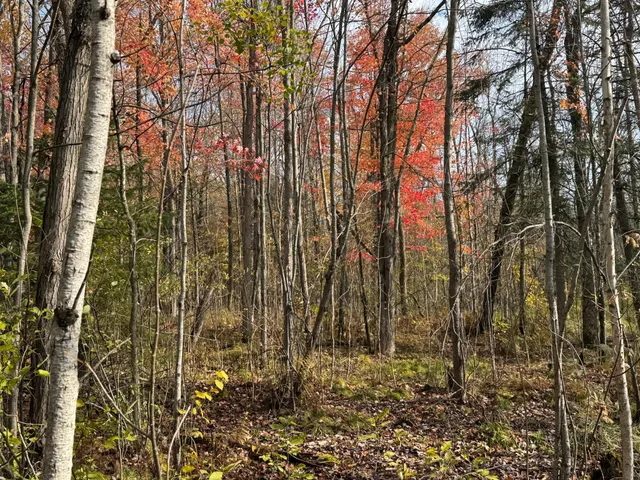 $449,000 | 110-acres County Rd O, Bruce, WI 54819