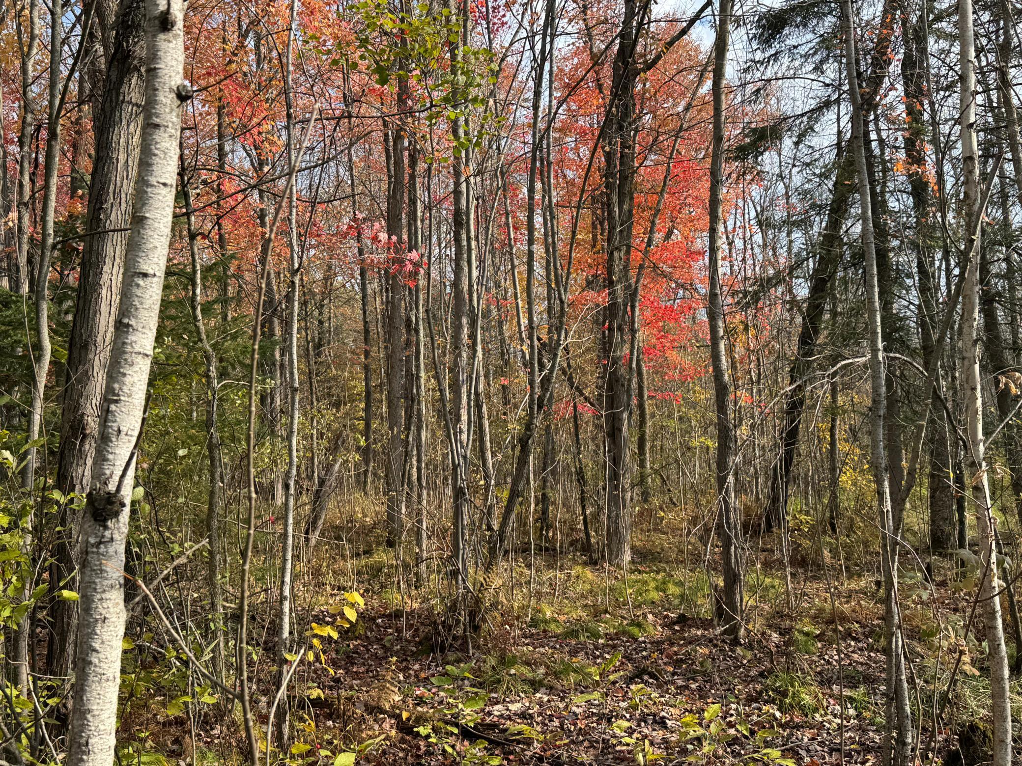 110-acres County Rd O Bruce, WI 54819 - Photo 40 of 70