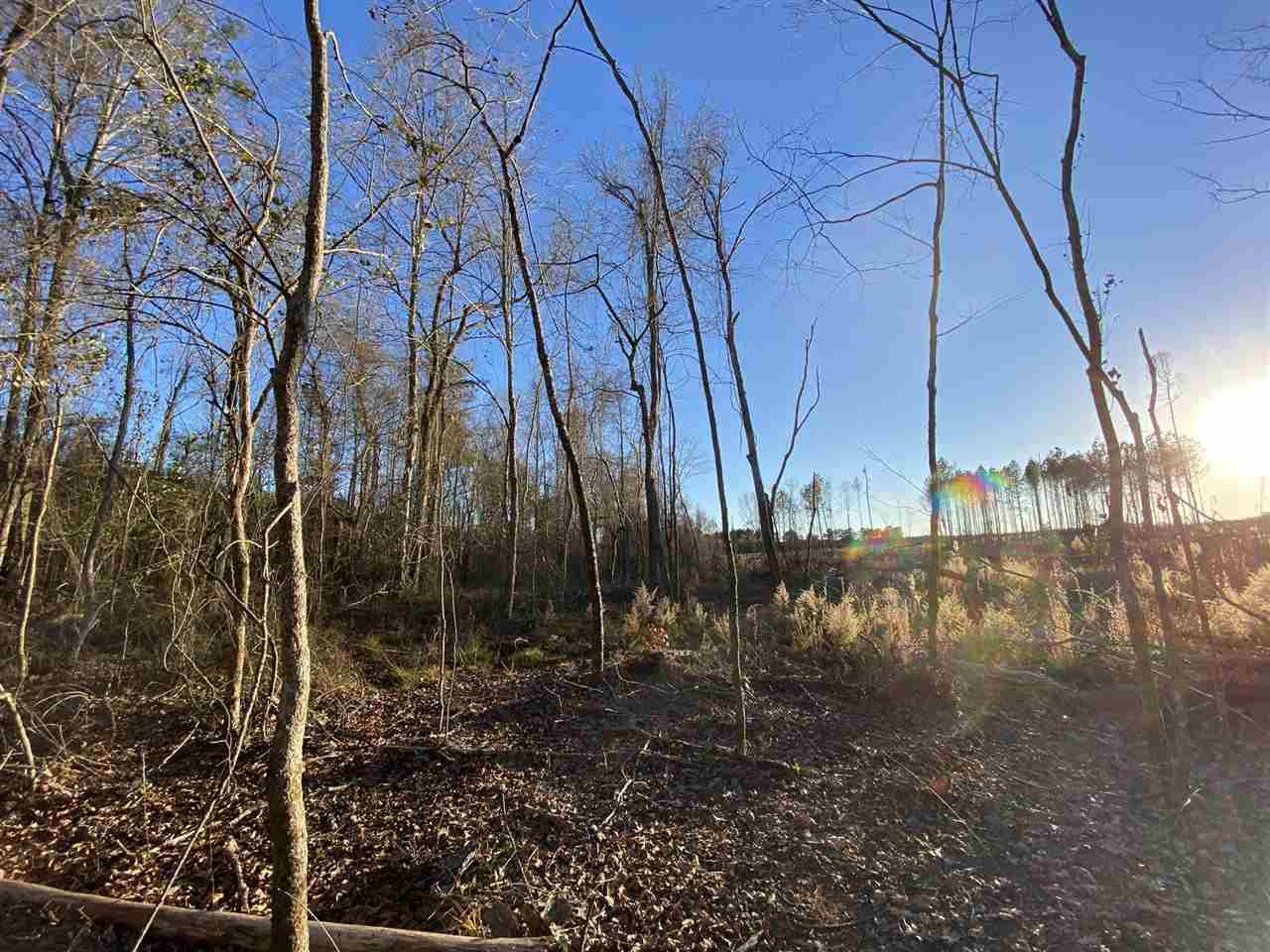 0 Bluff Springs Road Eupora, MS 39744 - Photo 3 of 7 Photo 3