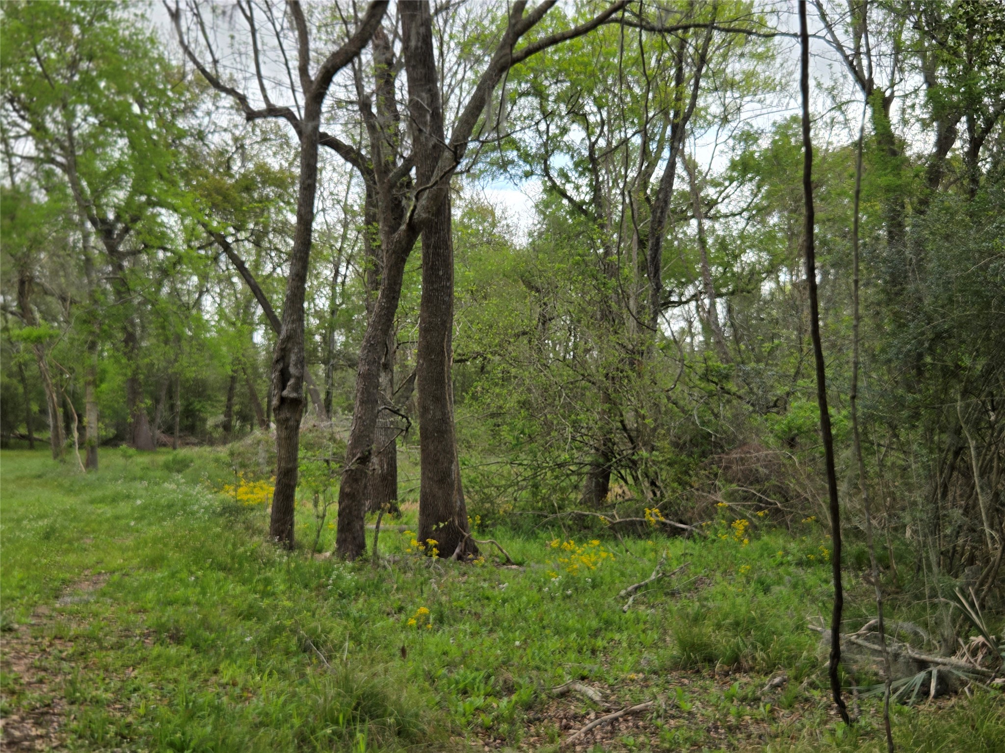 0 King's Oak Drive Damon, TX 77430 - Photo 10 of 29