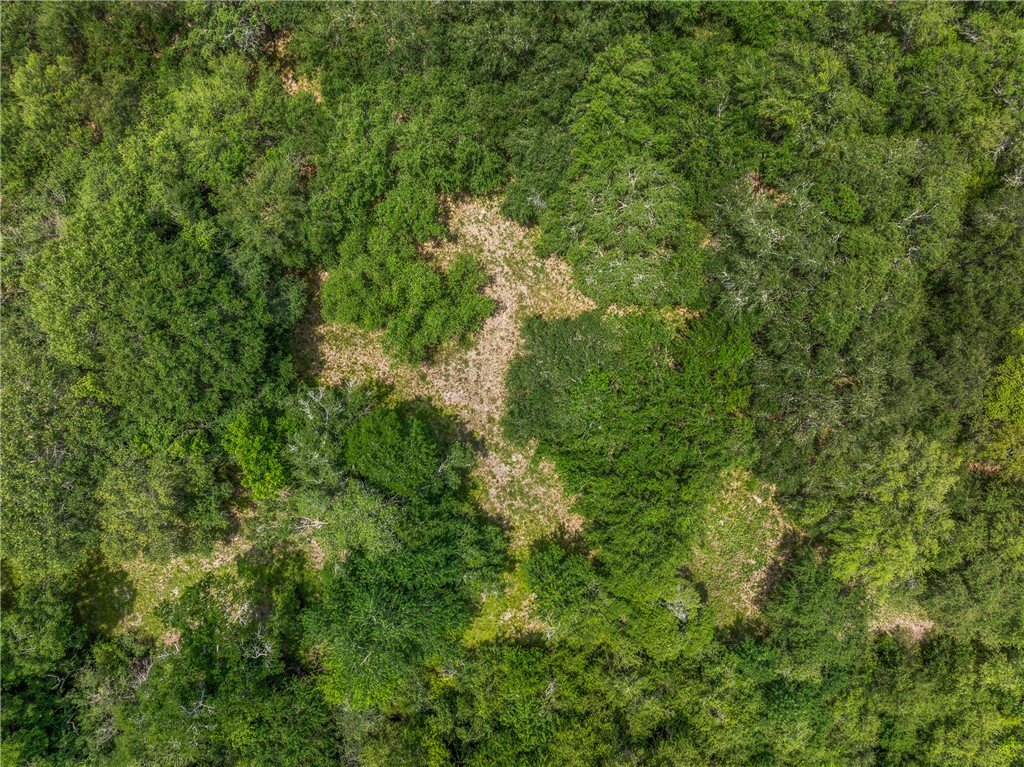 18645 Pickens Road Washington, TX 77880 - Photo 22 of 29 a view of a lush green forest