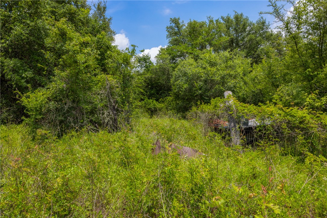 18645 Pickens Road Washington, TX 77880 - Photo 5 of 29 a view of a lush green forest