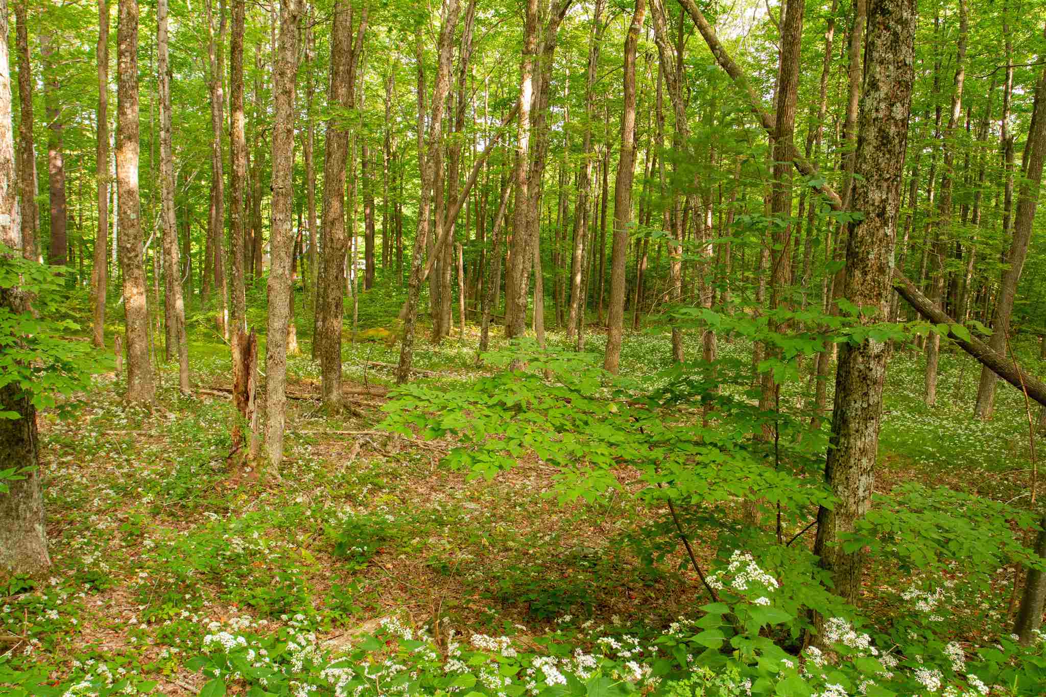 545 Powder-Horn Road Manchester, VT 05255 - Photo 5 of 11 Gallery Image 5