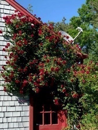 222 Blackmore Pond Road Wareham, MA 02576 - Photo 18 of 23 Gallery Image 18
